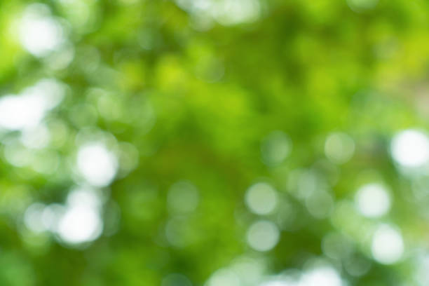 istock natural green bokeh abstract background,blurred textured 1505597905