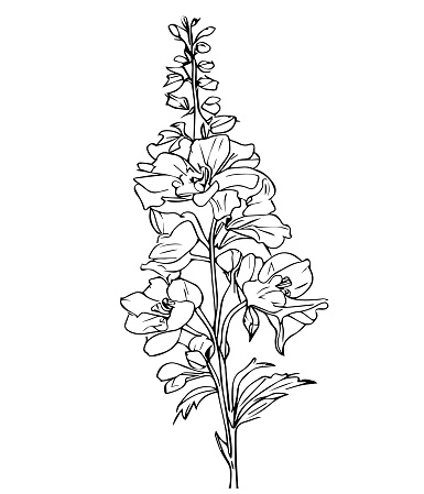 illustration outline larkspur flower drawing, larkspur print art, larkspur line drawing, tattoo delphinium flower drawing, delphinium tattoo black and white, pencil delphinium drawing, July Birth Flower Larkspur Drawing, minimalist july birth flower larkspur tattoo, larkspur july flower tattoo, july birth flower tattoo, black july birth flower larkspur tattoo, scientific larkspur botanical illustration,