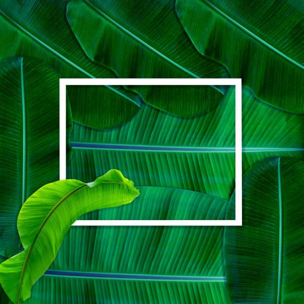 Green leaves pattern for nature concept,tropical leaf textured background