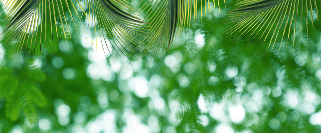 Green Leaf Ombre Striped Natural Foliate Pattern Vein Aspidistra Macro Photography Copy Space Background for presentation, flyer, card, poster, brochure, banner Soft Selective Focus