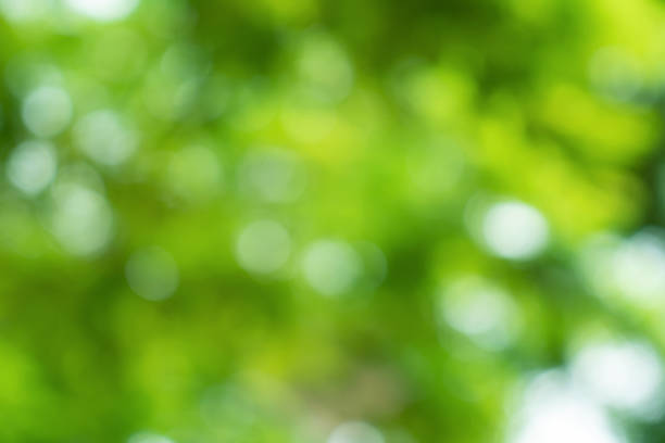 istock natural green bokeh abstract background,blurred textured 1505598467