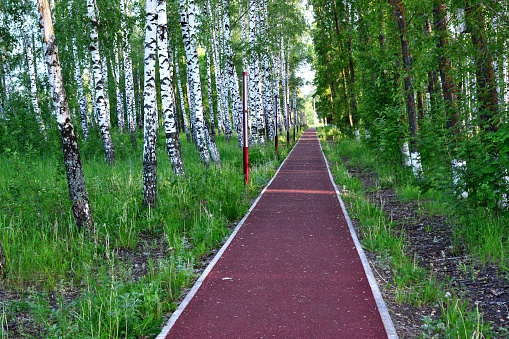 red pathway in the park with birch trees going to horizon