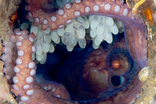 Mother octopus with her developing clutch of eggs. The definition in the embryos of the eggs indicate they are getting close to hatching.