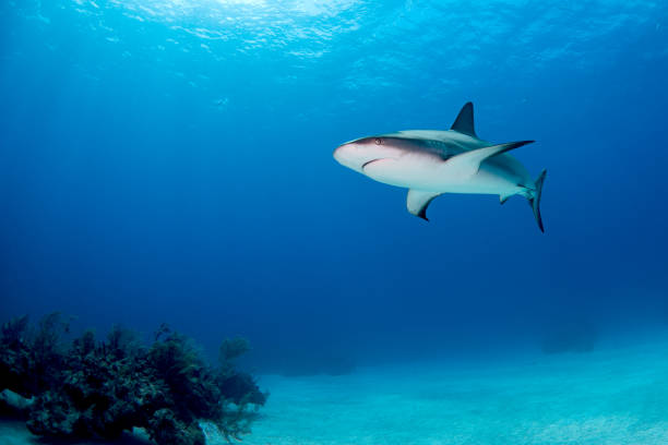 istock Caribbean Reef Shark Patrolling a Reef in the Bahamas 1505600210