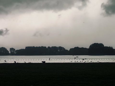 Silhouette of border collie herding birds