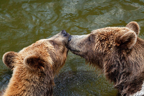 호수에서 키스하는 불곰 두 마리 스톡 사진