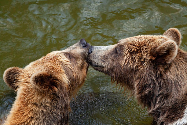 Dois ursos marrons se beijando no lago - foto de acervo