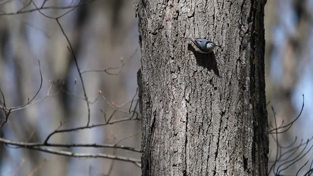 The white-breasted nuthatch (Sitta carolinensis)