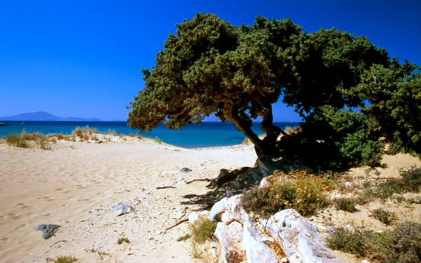 istock view of the sandy beach and the tree 1505609564