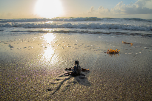 Loggerhead sea turtle hatchling headed towards the ocean during sunrise on a South Florida beach.