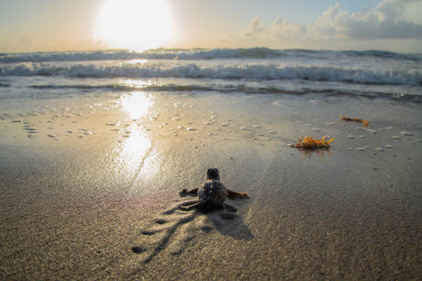 Loggerhead Sea Turtle Hatchling Heading Towards the Ocean Loggerhead sea turtle hatchling headed towards the ocean during sunrise on a South Florida beach. wildlife conservation stock pictures, royalty-free photos & images