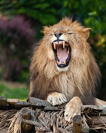 Angry lion close-up portrait