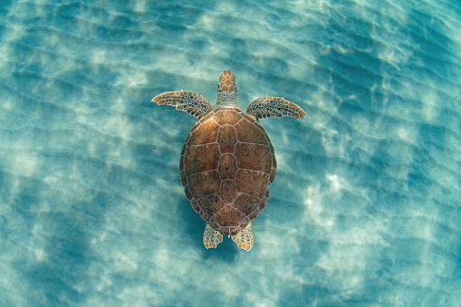 Green sea turtle peacefully swimming over sand ripples in the shallow waters just off a beach in South Florida.