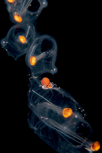 Male argonaut nautilus riding a salp chain trying to camouflage itself to look like the orange brains of the salps. Argonauts are a group of pelagic octopuses that spend their whole life living  in the open ocean.