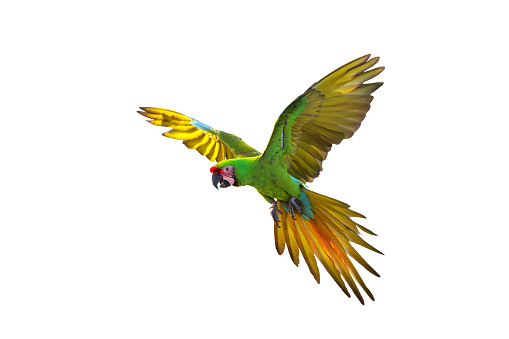 An exotic yellow and blue macaw parrot on a branch with its wing out