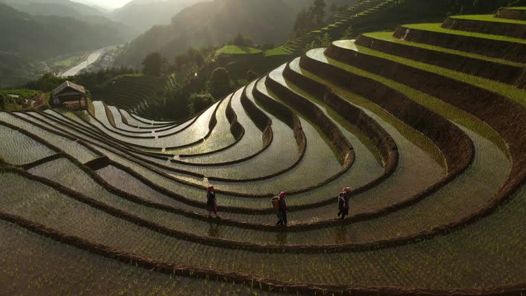 4K Vietnamese Farmers Walking On Rice Terraces