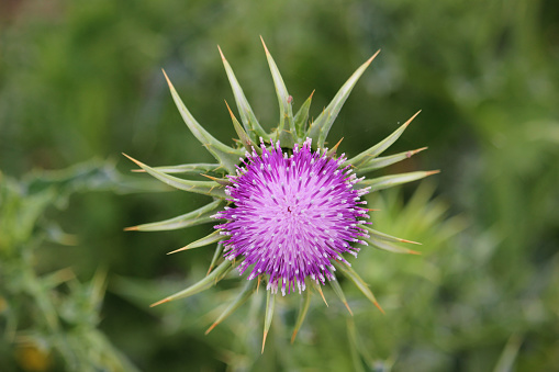 Milk Thistle (Silybum marianum). Also known as Marian's Thistle, St. Mary's Thistle, Holy Thistle, and Blessed Thistle. Historically used as a medicinal herb. An invasive species in many areas.