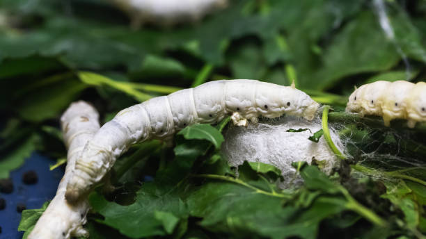 istock Silkworm, caterpillar on leaves, close-up 1505636578