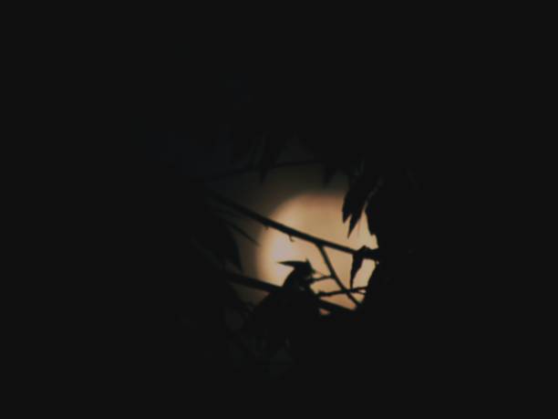 An unfocused image of a moonlight behind the silhouette of leaves at night.