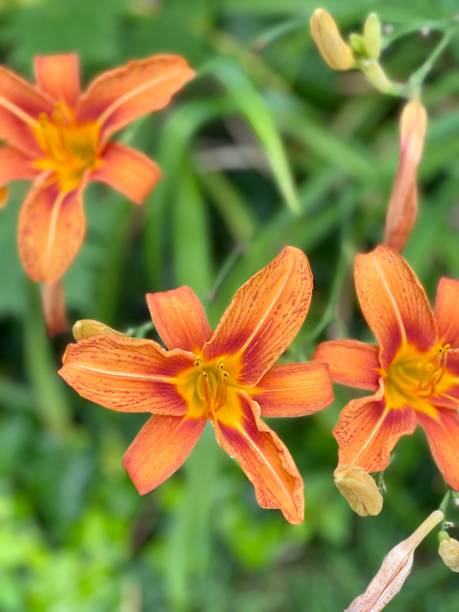 istock Tiger Lillies in a garden 1505639298