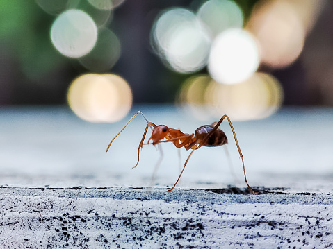 The yellow crazy ant (Anoplolepis gracilipes), also known as the long-legged ant or Maldive ant, is a species of ant, thought to be native to West Africa or Asia. They have been accidentally introduced to numerous places in the world's tropics.
