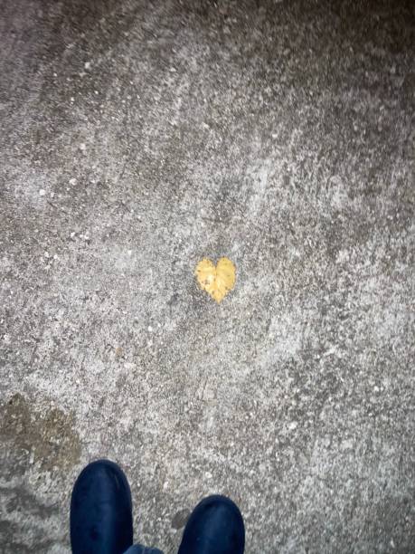 Leaf the shape of a heart on icy sidewalk