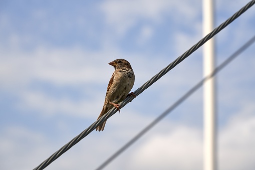 A sparrow bird is perched atop an electric wire against the backdrop of a clear blue sky