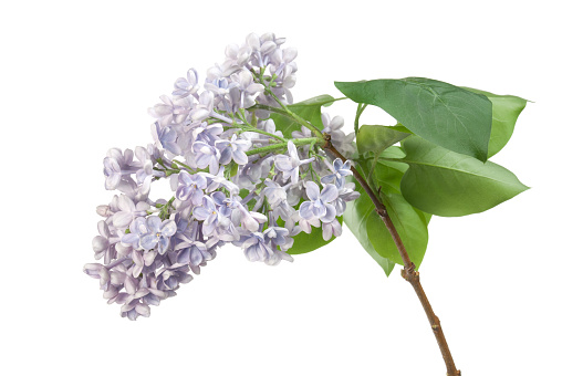 Lilac blossom isolated on white