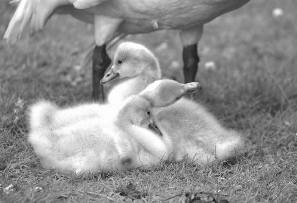 Bewick’s swan cygnets under parent swan black and white image