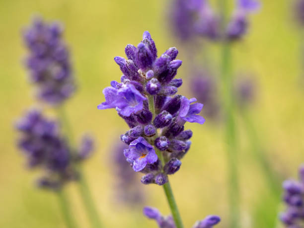 Blooming lavender in the meadow. Blooming lavender in the meadow. Purple lavender flowers. gelsemium sempervirens stock pictures, royalty-free photos & images