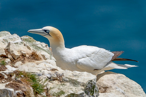 Gannets on Bempton cliffs, Flamborough Head