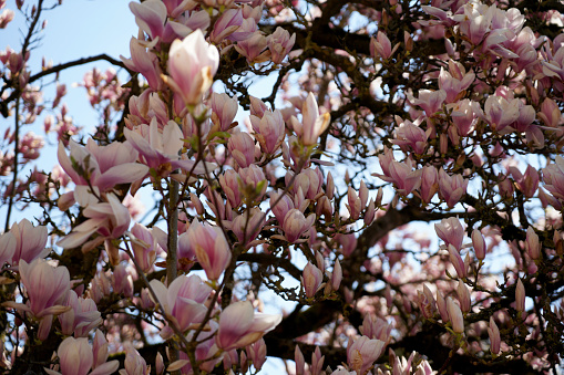 Magnolia tree in full bloom photographed in April in Bavaria