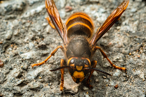 a big orange hornet on the ground. High quality photo