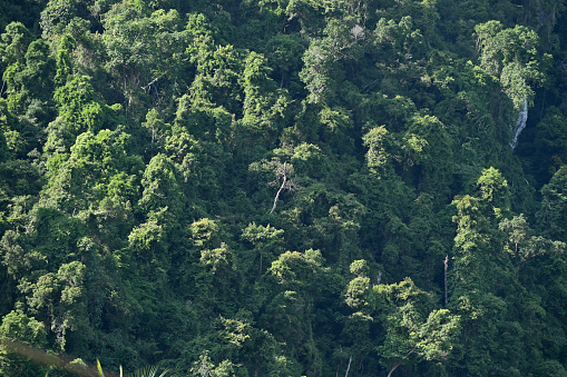 Mountain Rage Lhong Forest, Aceh Besar, Aceh, Indonesia