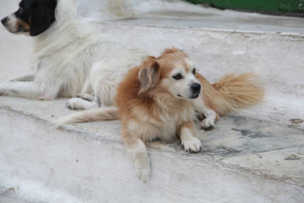 istock Dogs in Mykonos 1505684651