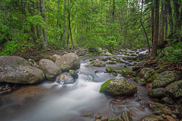 córrego do parque nacional shenandoah - blue ridge mountains stream forest waterfall - fotografias e filmes do acervo