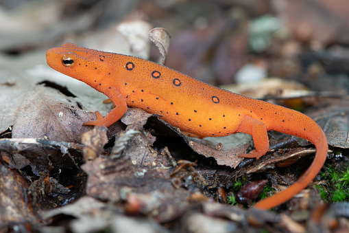 Commonly known as the eastern newt, It frequents small lakes, ponds, and streams or nearby wet forests. The eastern newt produces tetrodotoxin, which makes the species unpalatable to predatory fish and crayfish. It has a lifespan of 12 to 15 years in the wild, and it may grow to 5 in in length.