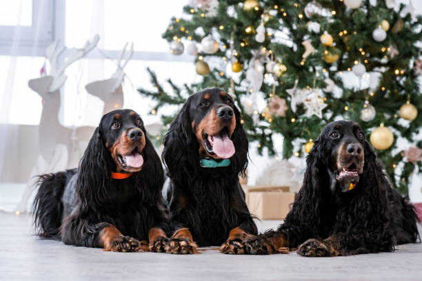 istock Setter dogs in Christmas time 1505690794