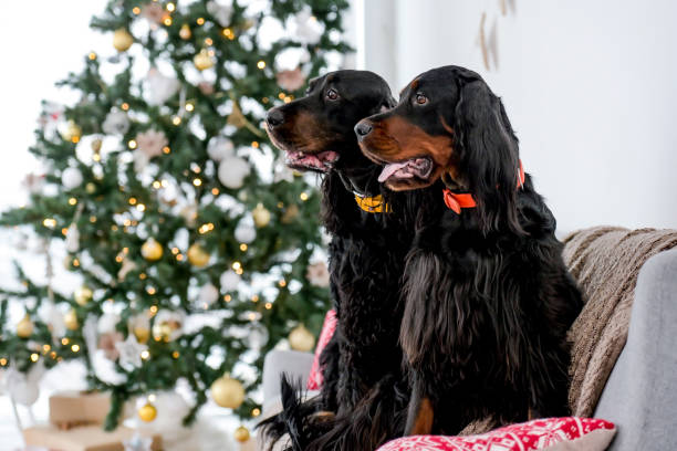 istock Setter dogs in Christmas time 1505690804