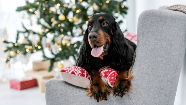 istock Setter dog in Christmas time 1505690815