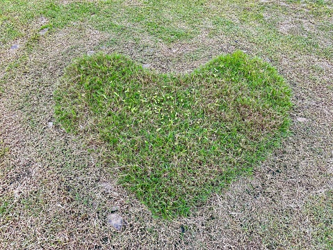 This photo is grass in the form of love, this photo was taken in Indonesia