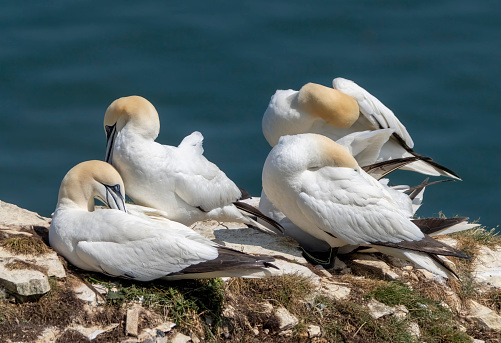 A family of white swans Cygnus olor on the lake in Goryachiy Klyuch. Krasnodar region. Nature concept for design