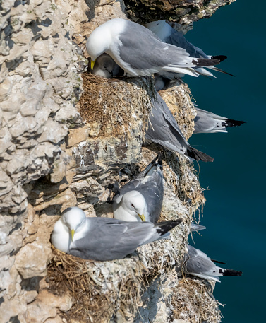 Kittiwake with egg and chick in its nest on Bempton Cliffs, Flamborough head,