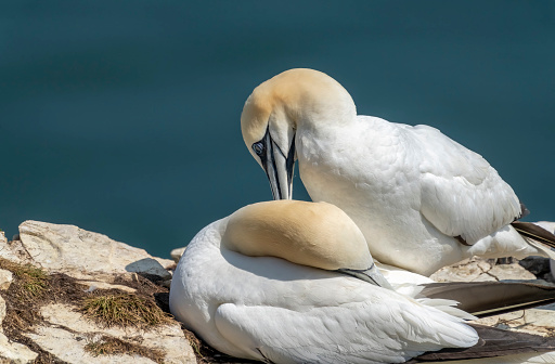 Pelicans resting on pilings on the river in Florida, USA.