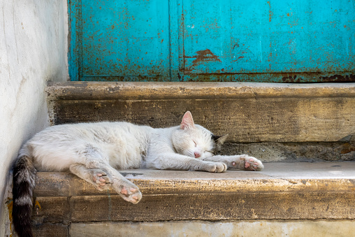 a cat sleeping above the stairs.