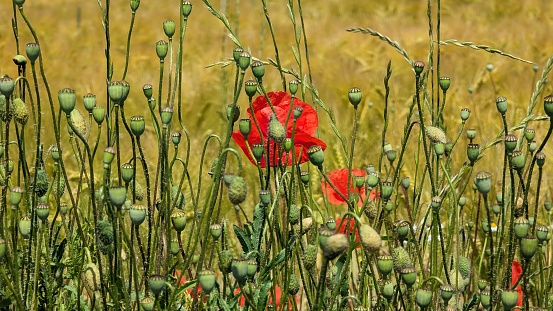 Close up of red poppy in a field