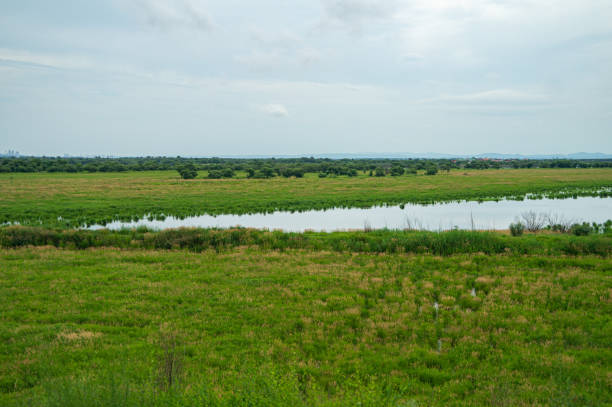 istock field with meadow and green forest with access to the water 1505714871