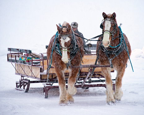 Horses pulling sleigh through snow near Jackson, Wyoming