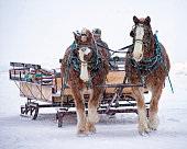 Horse Drawn Sleigh in Wyoming