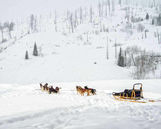 istock Sled Dogs with Sled in Falling Snow 1505718623